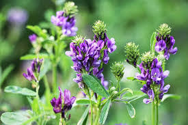 Jigawa Seals Landmark Deal for 100,000-Hectare Alfalfa Mega Project