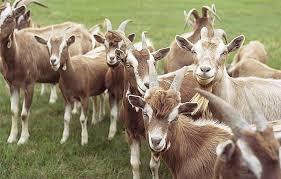 Ruminant Farming Nigeria’s Untapped Goldmine – Agric Expert