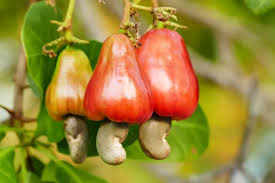 Nigeria Could Rake in $10 Billion a Year from Cashew Industry – NCAN