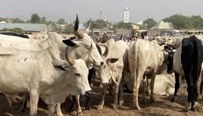 FG Moves to Launch Mega Livestock Hub in Abuja