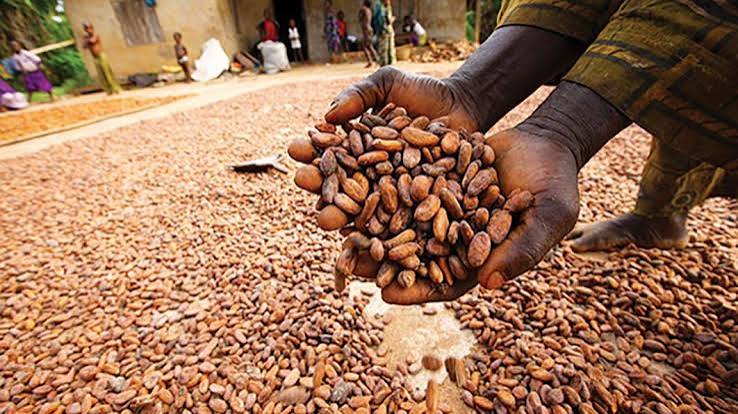 BOI Launches €85 Million Facility to Boost Cocoa Processing, Cut Raw Bean Exports
