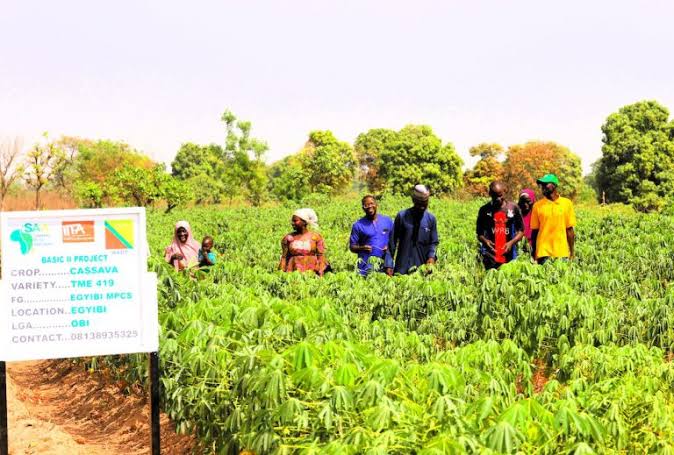 NASC Moves to Clean Up Cassava Seed System, Tighten Quality Control