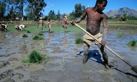 Malaria Cuts Farm Productivity By 25%, Study Finds