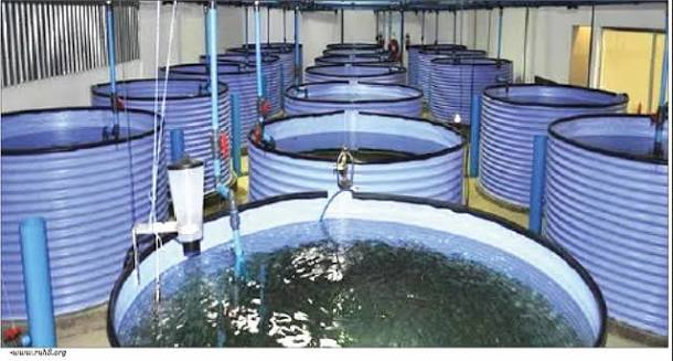 Fish Farmers Seek Policies To Boost Local Production, Cut Prices