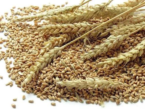 Nigeria’s Wheat Output Jumps To 420,000 Tonnes Under NAGS-AP